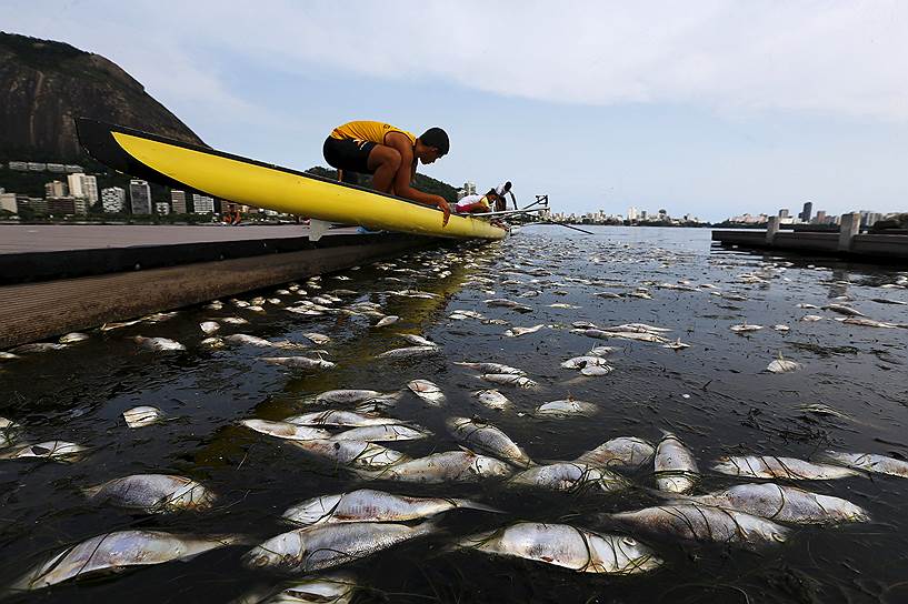 Рио-де-Жанейро, Бразилия. 21 т мервой рыбы всплыла в лагуне Родриго-де-Фрейтас — в гребном канале, где будут проводиться Олимпийские игры 2016 года. Бразильская комиссия по защите природы уже сообщила, что проведет тщательное расследование происшествия