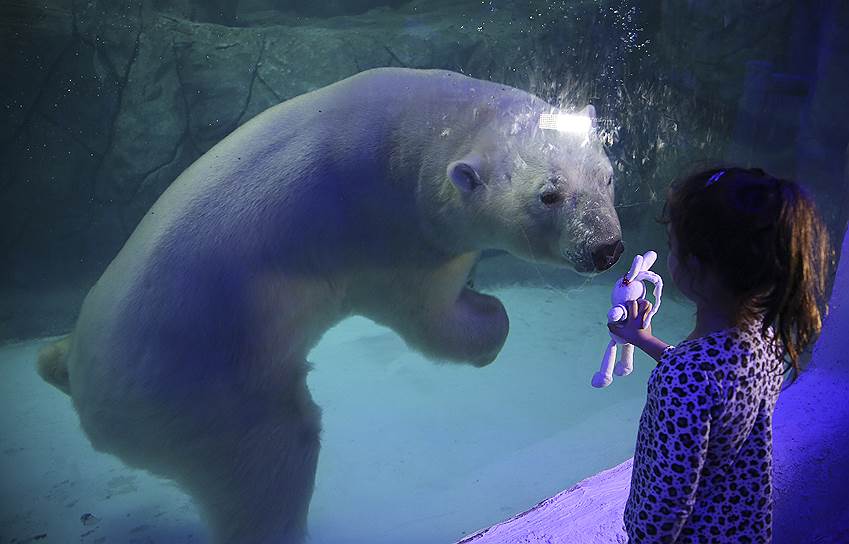 Сан-Паулу, Бразилия. Девочка показывает свою игрушку белой медведице Авроре в городском океанариуме. Российские белые медведи Аврора и Перегрино, привезенные в Бразилию из казанского зоопарка в декабре, были представлены публике после 4 месяцев адаптации