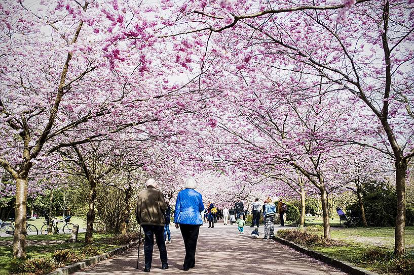Копенгаген, Дания. Люди гуляют по аллее цветущих вишневых деревьев на кладбище Биспебьерг