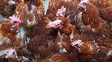 Tyson Foods откажется от антибиотиков в курятине