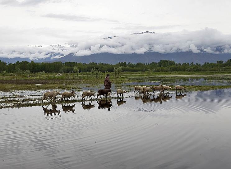 Сринагар, Индия. Пастух с овцами на рисовом поле, затопленном после сильных дождей