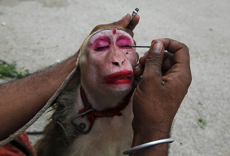 Карачи, Пакистан. Уличный артист красит свою обезьянку перед выступлением