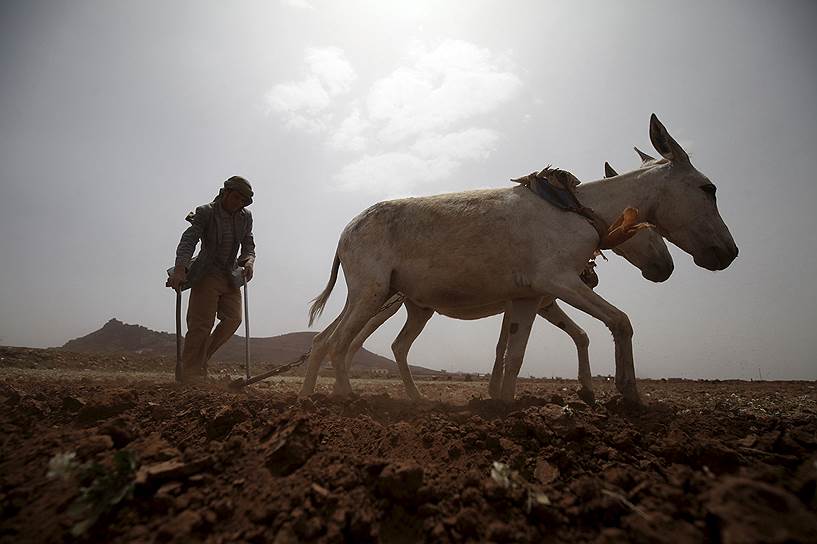 Сана, Йемен. Фермер, вспахивающий землю