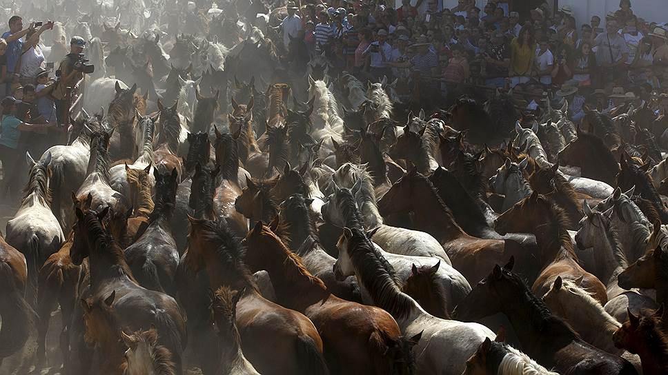 Альмонте, Испания. Дикие лошади во время праздника «Saca de yeguas» 