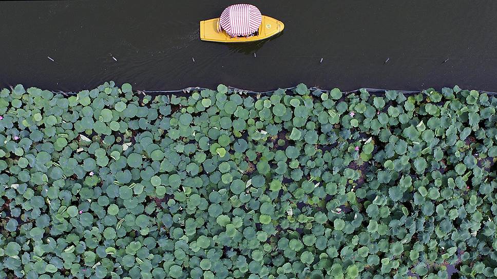 Ханчжоу, Китай. Листья лотоса на озере Вест-лейк