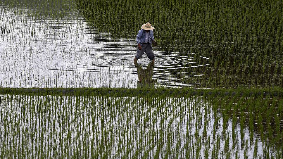 Кагосима, Япония. Фермер на рисовом поле