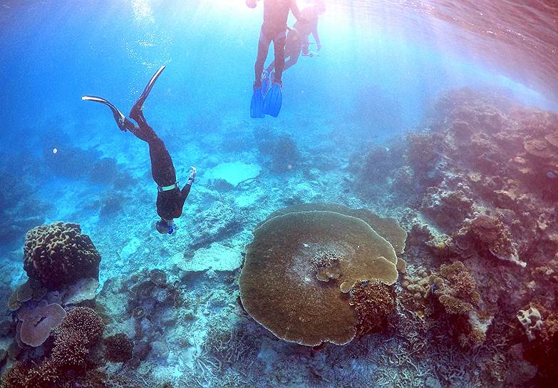 Австралийское правительство 21 марта представило план по защите и сохранению Большого барьерного рифа, которому угрожает изменение климата, химические выбросы и выемка грунта. План Канберры рассчитан на 35 лет