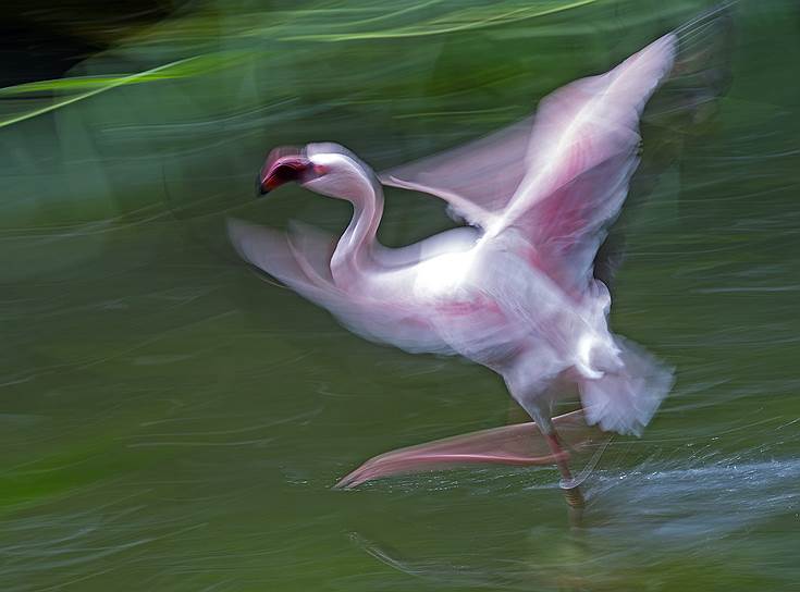 Лейпциг, Германия. Фотография фламинго в зоопарке, сделанная с использованием длинной выдержки фотоаппарата