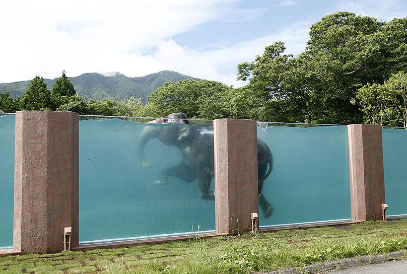 Сусоно, Япония. Азиатский слон плавает в 66-метровом бассейне в Fuji Safari Park 