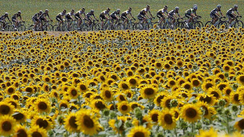 Родез, Франция. Велосипедисты едут через подсолнуховое поле во время 13-го этапа «Тур де Франс»