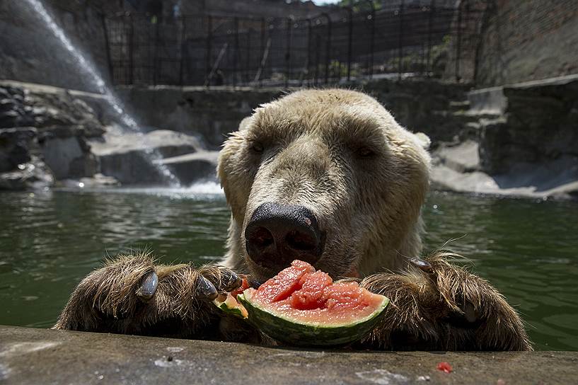 Белград, Сербия. 32-летний белый медведь ест арбуз в городском зоопарке