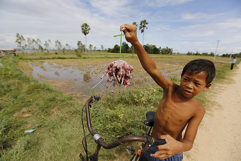Провинция Такео, Камбоджа. Мальчик показывает освежеванных крыс, которых он поймал на рисовом поле. Ловлей грызунов, которые стали популярной бесплатной едой в этом регионе, занимаются многие дети