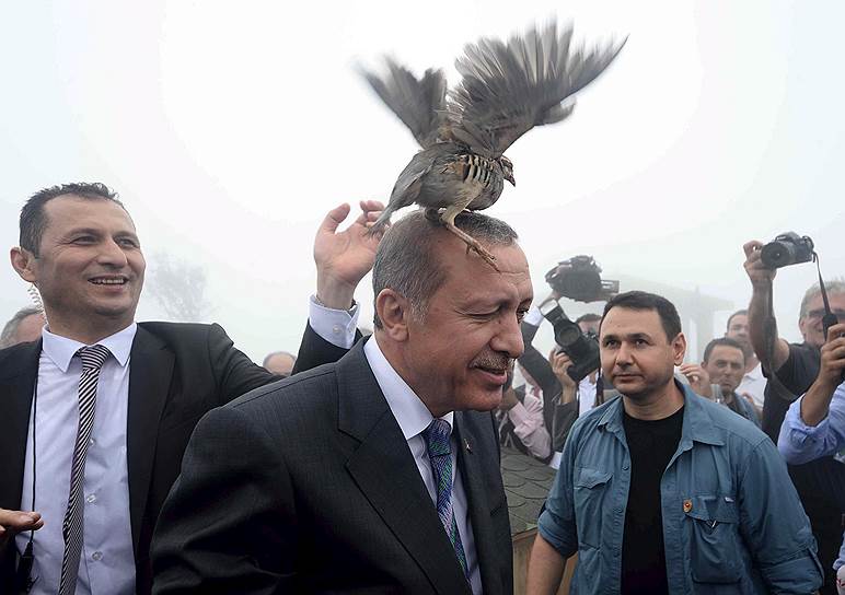 Райз, Турция. Рябчик сел на голову президента Турции Реджепа Тайипа Эрдогана в ходе его визита в центр Министерства лесного и водного хозяйства