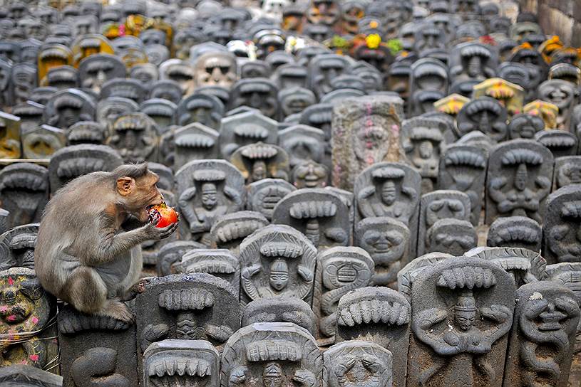 Бангалор, Индия. Индийский макак на раскрашенных змеиных идолах в храме на окраине города