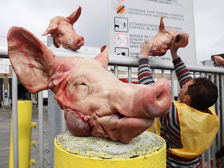 12 августа 2011 года. Бельгийские фермеры выложили  свиные головы у склада крупнейшей сети супермаркетов страны Delhaize близ Брюсселя. Таким образом они пытались добиться от компании повышения закупочной цены на свинину
