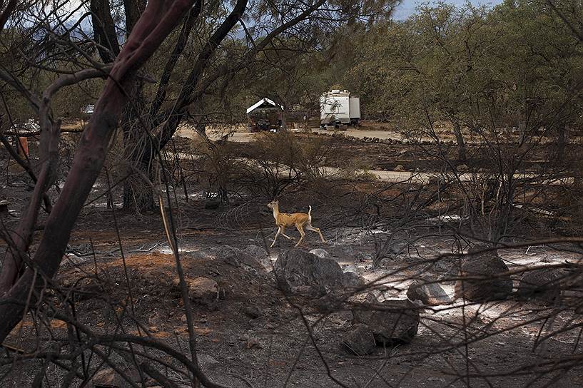 Округ Лейк, Калифорния. Олень на сгоревшей из-за лесных пожаров земле