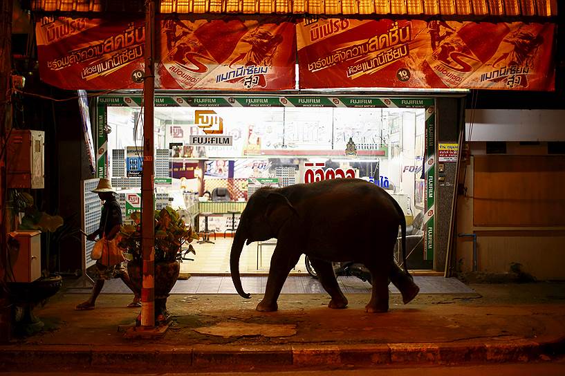 Удонтхани, Таиланд. Слоненок, следующий за своим хозяином по улице города