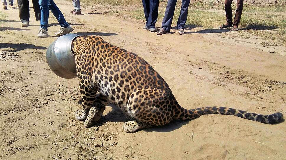 Раджсаманд, Индия. Местные жители смотрят на леопарда, голова которого застряла в горшке после того, как он попытался напиться оттуда воды
