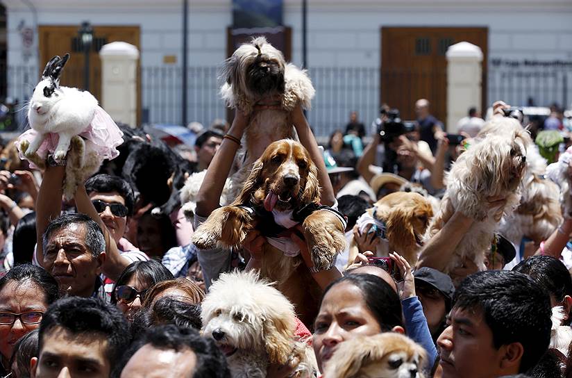 Лима, Перу. Верующие со своими питомцами, ожидающие ежегодной церемонии благословения животных во время праздника святого Франциска Ассизского