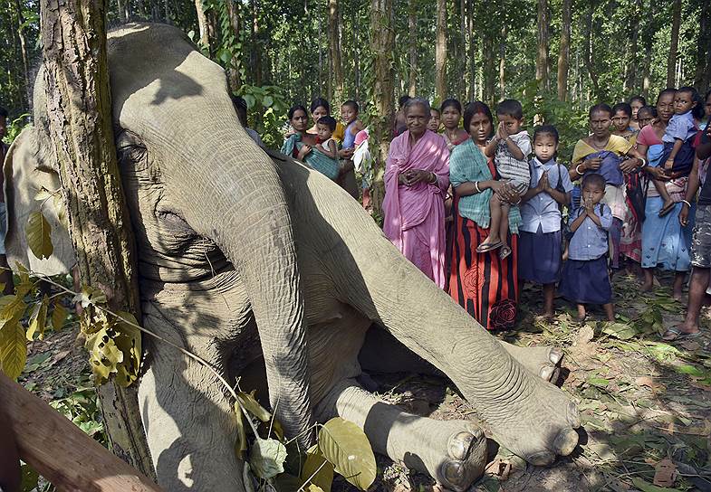 Багуламари, Индия. Местные жители молятся возле тела слона, погибшего от падения на линию электропередач дерева, которое он выдернул с корнями, чтобы добраться до листьев. Очевидцы сообщили фотографу, что остальные слоны стада пытались помочь своему товарищу, но испугавшись электричества, были вынуждены уйти