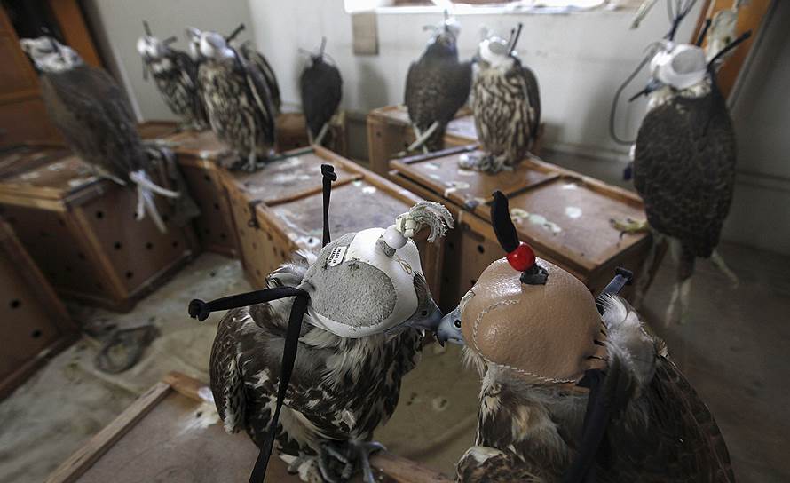 Карачи, Пакистан. Соколы, которых изъяли у контрабандистов, в офисе природоохранной полиции