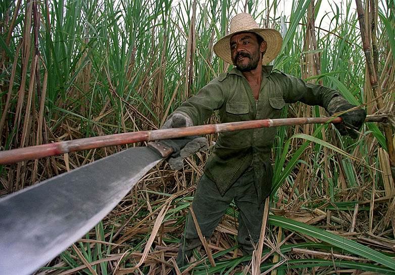 Основу экспорта Кубы составлял сахарный тростник. После установления блокады около половины производимого на острове сахара вывозилось в страны-члены СЭВ (Совет экономической взаимопомощи)
&lt;br>1998 год. Резчик сахарного тростника на плантации