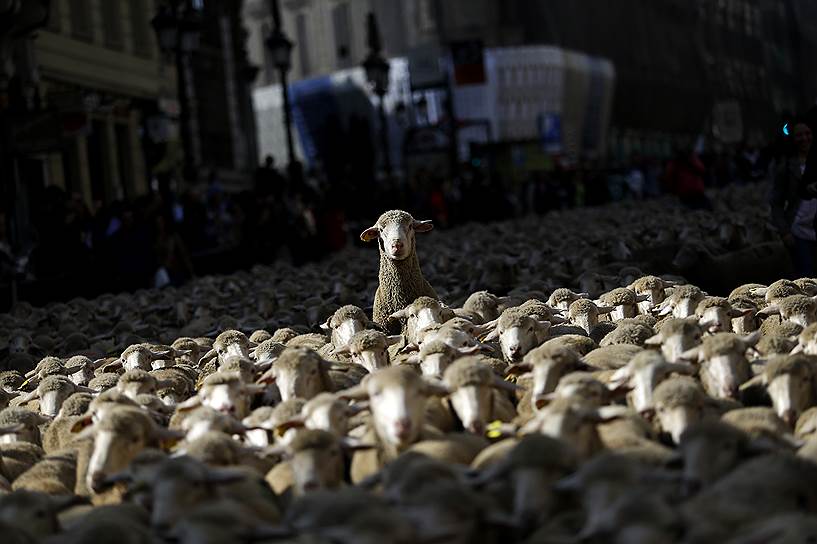 Мадрид, Испания. Традиционный перегон овец по улицам испанской столицы