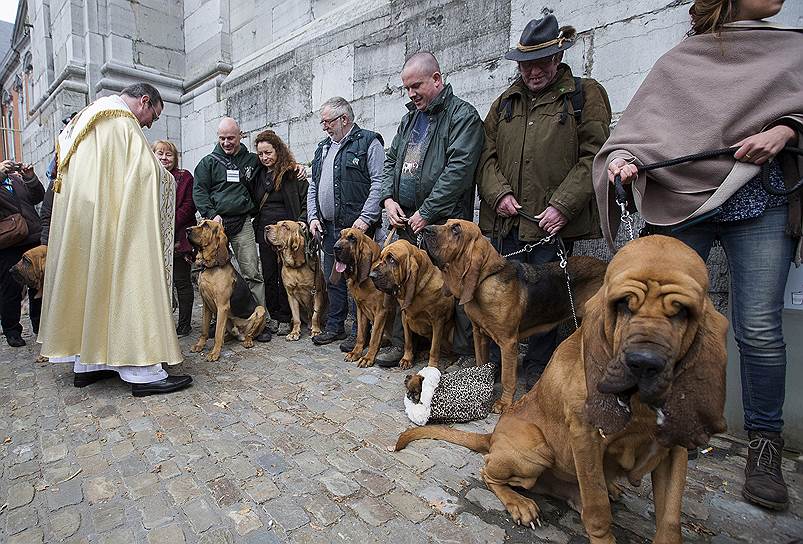 Сент-Юбер, Бельгия. Церемония благословения собак во время праздника Святого Юбера, покровителя охотников и охотничьих животных