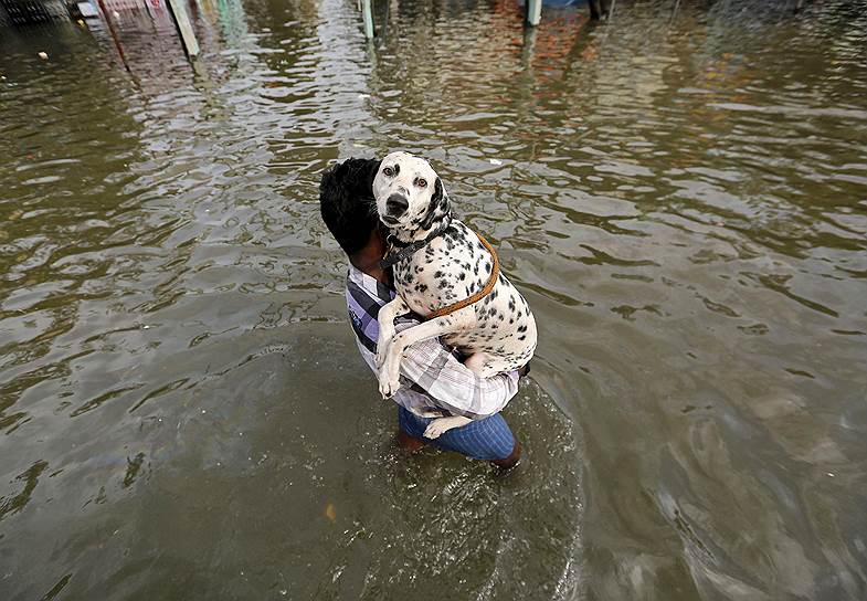 Ченнаи, Индия. Мужчина с собакой пересекают улицу во время наводнения