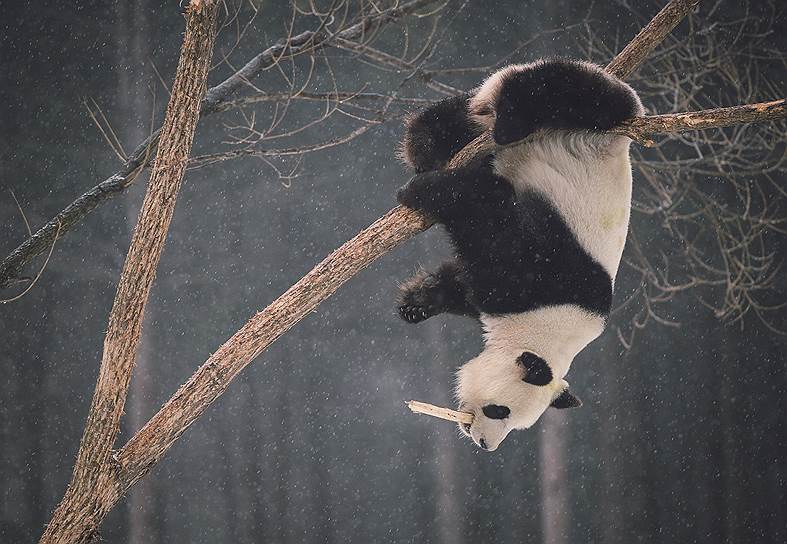 Чанчунь, Китай. Панда Мен-Мен, играющая на дереве в центре разведения амурских тигров