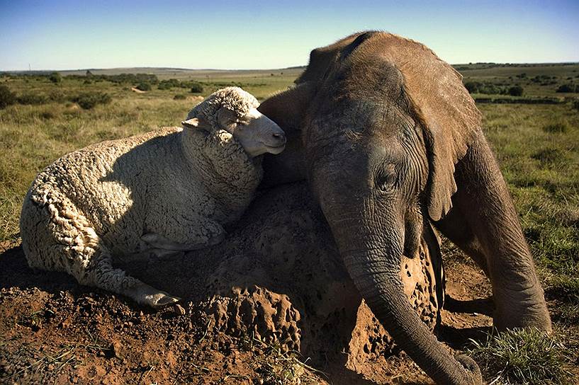 В феврале 2008 года в ЮАР местные жители подобрали в саванне осиротевшего шестимесячного слоненка и привезли его в реабилитационный центр Шамвари. В одиночестве слон, получивший имя Темба, грустил, поэтому местный фермер привел ему для компании барана Альберта. Несмотря на то, что в первую встречу слон гонял нового знакомого по питомнику, вскоре они подружились и начали гулять вместе. Альберт даже ел пищу слонов — акацию, что в обычной жизни не входит в его рацион. В 2009 году Тембу и Альберта разделили: слона готовили к самостоятельной жизни на воле. В феврале 2010 года он умер