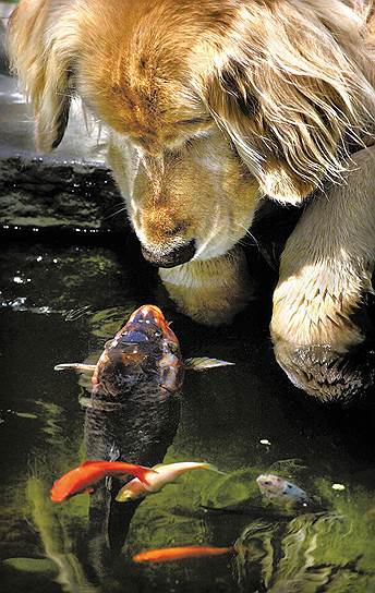 В 2009 году стало известно о дружбе между ретривером Чино и золотой рыбкой Фальстафом в штате Орегон. Рыбка жила в декоративном пруду на заднем дворе частного дома в Портленде, а собака ежедневно приходила и наблюдала за ней. Животные проводили вместе до получаса, Фальстаф высовывал голову из воды и рассматривал Чино. Странное поведение животных заметила хозяйка ретривера, поэтому при переезде в Мэдфорд Фальстафа забрали с собой и поселили в новый пруд