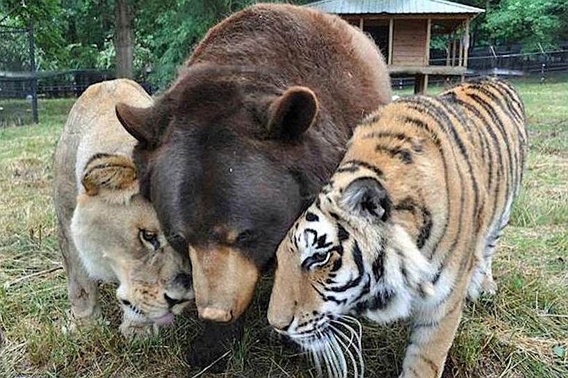 В 2001 году в Атланте из поместья задержанного наркобарона спасли тигра Шерхана, льва Лео и медведя Балу. На тот момент детенышам было всего по два месяца. Их отправили в зоопарк Noah&#39;s Ark в городе Локаст Гроув штата Джорджия и из-за нехватки места поместили в один вольер. С тех пор животные вместе принимают пищу, спят, играют в мяч. За все годы их  разделяли лишь один раз, когда Балу потребовалась операция на лапе