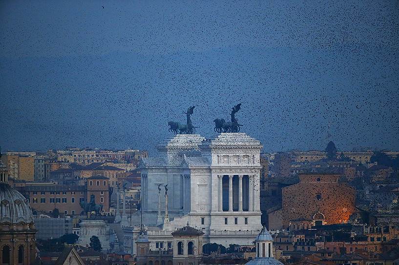 Рим, Италия. Стая скворцов над городом