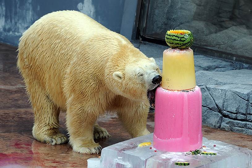 Сингапур. Белый медведь Инука ест «торт» из рыбы, фруктов и льда в свой день рождения в городском зоопарке