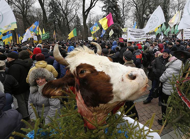 Киев, Украина. Голова коровы на верхушке новогодней ели, установленная возле здания Верховной рады протестующими фермерами