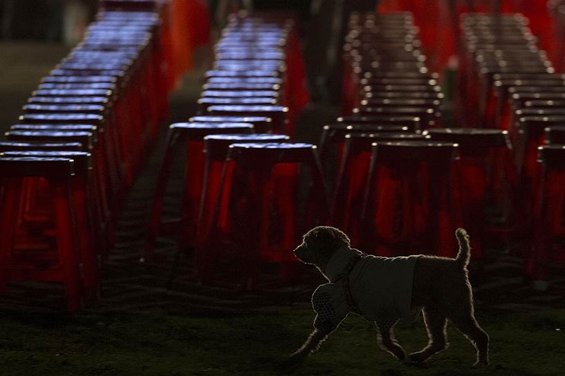 Собака проходит мимо стульев, поставленных для митинга Демократической прогрессивной партии Тайваня, кандидатом в президенты которой является Цай Инвэнь