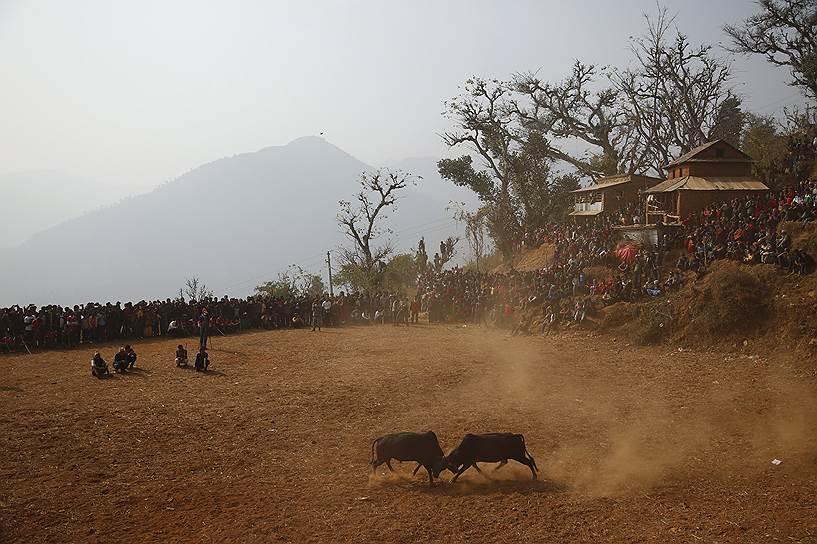 Катманду, Непал. Местные жители смотрят на борьбу быков