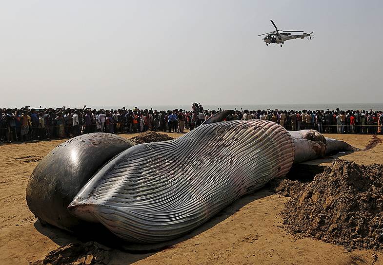 Мумбаи, Индия. Береговая охрана пролетает над тушей мертвого кита