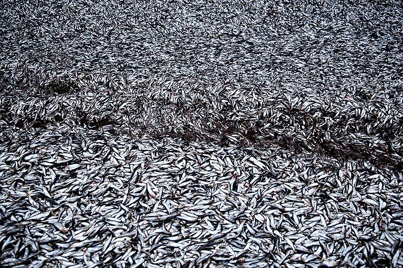 Виборг, Дания. Тридцать семь тонн рыбы вывалилось на дорогу из перевернувшегося грузовика