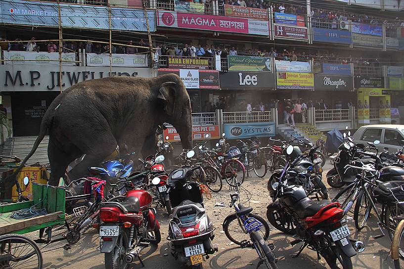 Силигури, Индия. Дикий слон, транквилизированный властями после погрома на городских улицах