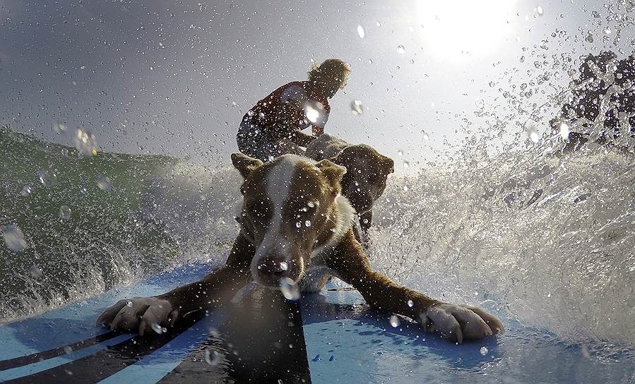 Сидней, Австралия. Дрессировщик собак и бывший чемпион по серфингу Крис де Абоитиз приучает свою собаку Раму кататься на доске