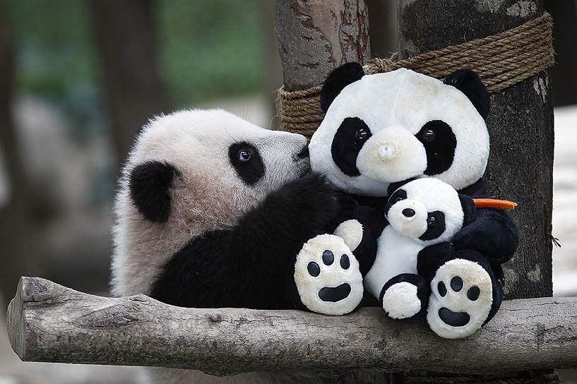 Куала-Лумпур, Малайзия. Панда, родившаяся полгода назад, играет с плюшевыми копиями себя в Национальном зоопарке