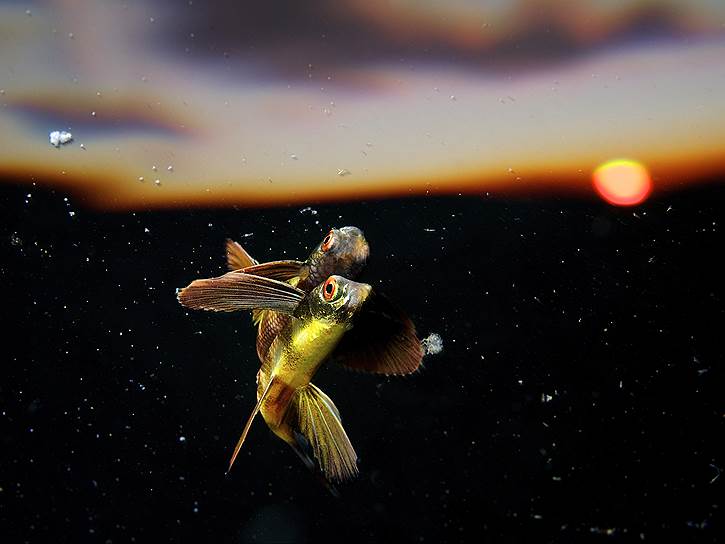 Фото: Eric Madeja, Швейцария. Летучая рыба 