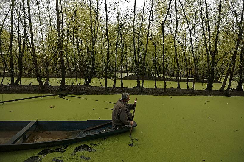 Шринагар, Индия. Лодочник на заросшем озере Нигин