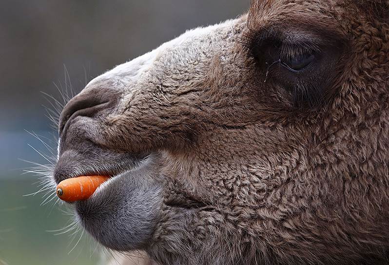 Кронберг, Германия. Двугорбый верблюд ест морковку в зоопарке 