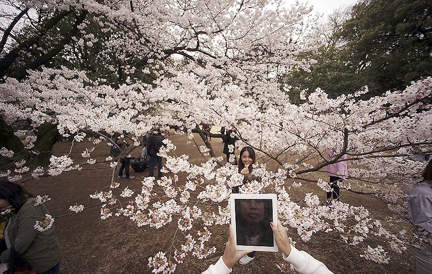 Токио, Япония. Туристы среди цветущей сакуры в одном из городских парков