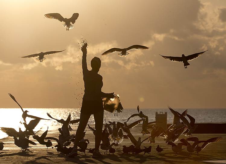 Майами-Дейд, США. Женщина кормит птиц на набережной 