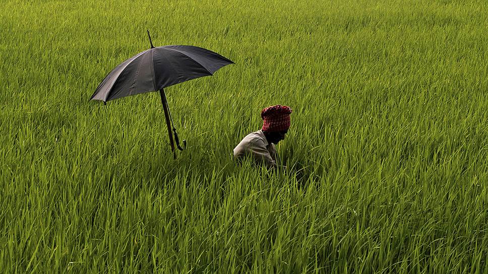 Бхубанешвар, Индия. Фермер, работающий в поле