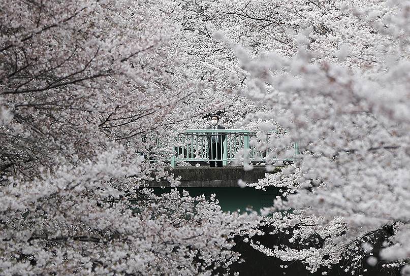 Цветение сакуры в Японии – праздник Ханами